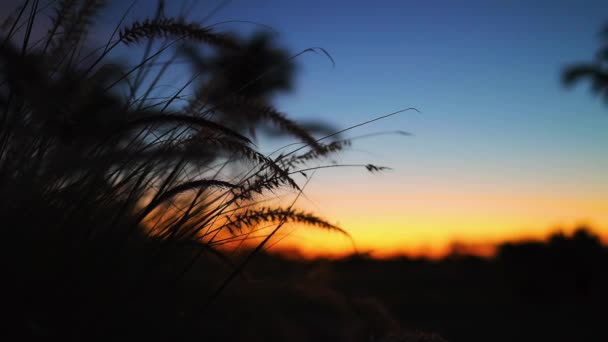 Golfbaan Het Tropische Eiland Prachtige Zonsondergang Met Palmbomen Silhouetten Video — Stockvideo