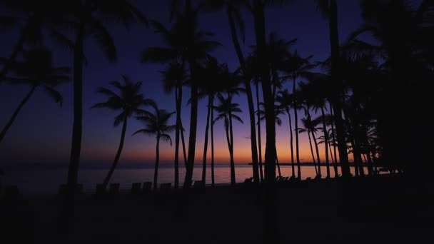 Bella Alba Sulla Spiaggia Tropicale Con Palme Cocco Punta Cana — Video Stock