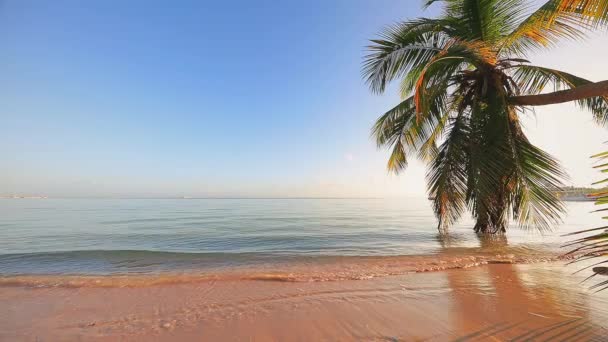 Όμορφο Ηλιοβασίλεμα Πάνω Από Την Τροπική Παραλία Και Εξωτικά Φοινικόδεντρα — Αρχείο Βίντεο
