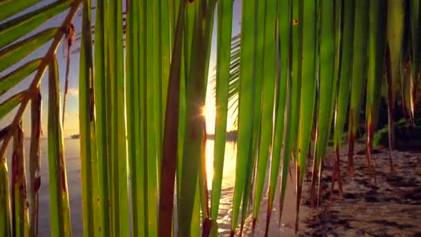 热带海滩和棕榈树的日出 热带叶子之间的阳光 — 图库视频影像