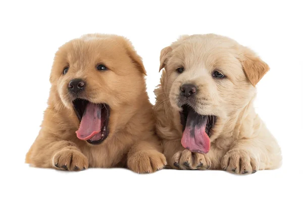 Chiots Fluffy Chow-chow isolés sur fond blanc, chiens heureux . — Photo