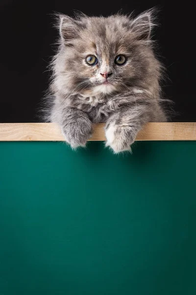 Pequeno gatinho de pé segurando uma tábua de giz em branco. Gato bonito . — Fotografia de Stock