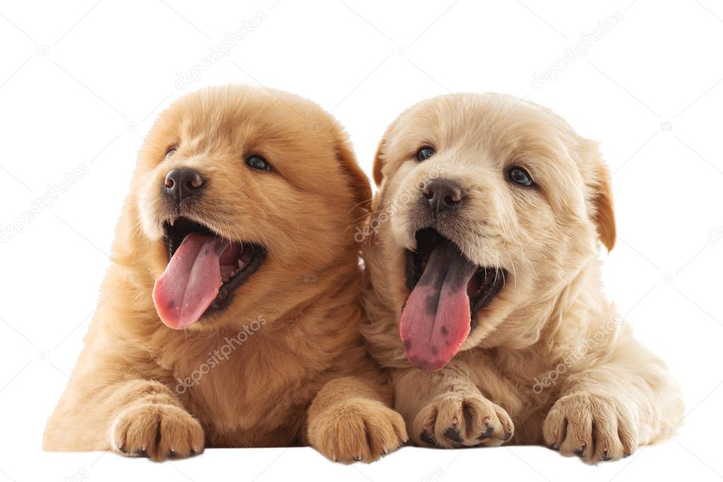 Fluffy Chow-chow puppy isolated on white background. Happy little dogs.