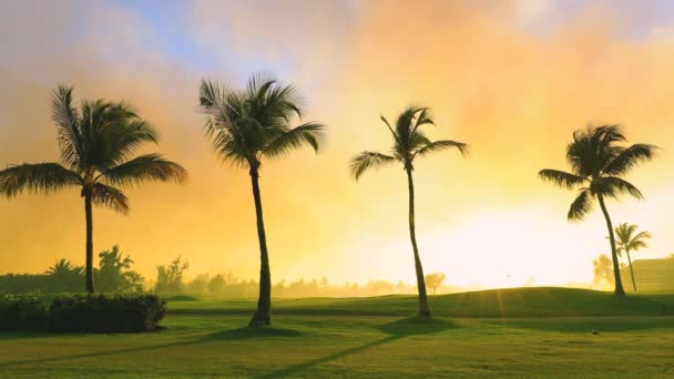 Golfplatz auf der tropischen Insel, schöner Sonnenuntergang mit Palmen-Silhouetten -Video