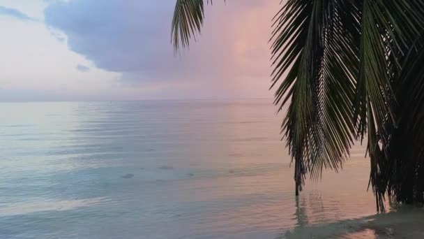 美丽的日出在异国情调的海滩和棕榈树叶 蓝天下的热带海浪 — 图库视频影像