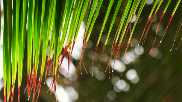 Palm Boom Blad Water Druppels Tropische Regen Ochtend Het Strand — Stockvideo