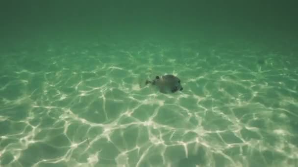 Karibiska Stranden Och Simning Fisk Revet Vattnet Varm Sommardag — Stockvideo