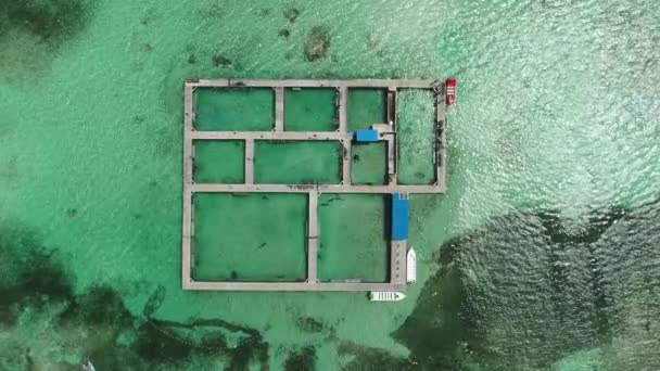 Vista Aérea Del Mar Caribe Delfines Piscina Isla Parque Agua — Vídeos de Stock