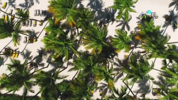 Vista Dall Alto Drone Aereo Colpo Spiaggia Con Palme Cocco — Video Stock