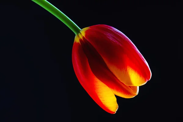 Kırmızı lale çiçeği siyah arka plan üzerinde izole — Stok fotoğraf