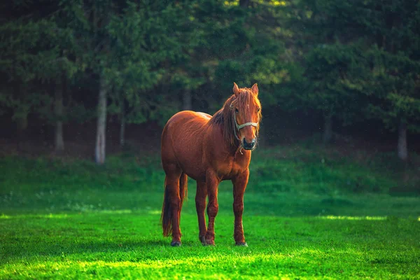 Nascer do sol místico sobre a montanha. Cavalo selvagem pastando no hidromel — Fotografia de Stock