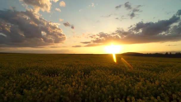 Vue Aérienne Sur Champ Colza Magnifique Coucher Soleil Printanier — Video