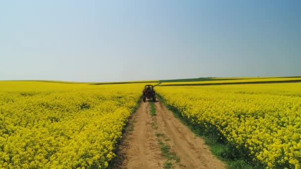 美丽的春日 油菜田里农场拖拉机的空中景色 — 图库视频影像