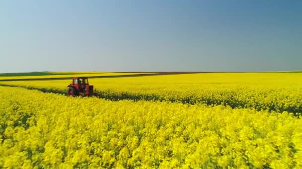 菜種畑での農家トラクターの空中ビュー 美しい春の日 — ストック動画