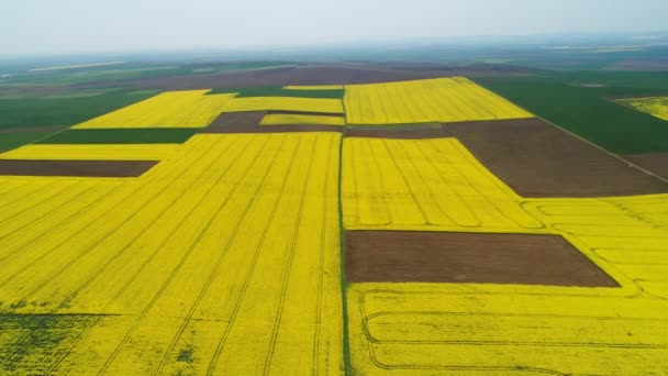 菜種畑と青空 美しい春の日と農場の航空写真 — ストック動画