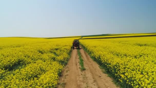 农场拖拉机在油菜籽田里工作 美丽的春天 — 图库视频影像