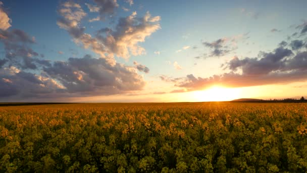 Goldener Sonnenuntergang Über Rapsfeld Und Dramatischem Himmel — Stockvideo