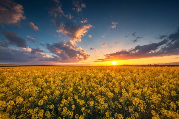Pôr do sol sobre o campo de colza, belo dia de primavera . — Fotografia de Stock