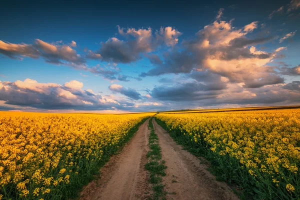 Pôr do sol sobre os campos de colza, belo dia de primavera. Estrada no terreno . — Fotografia de Stock