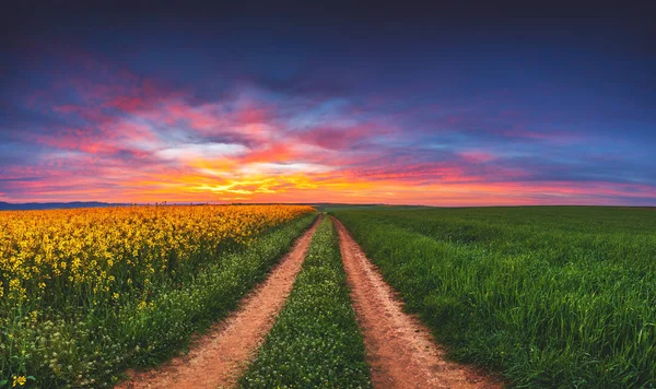 Схід сонця над полями ріпаку, прекрасний весняний день. Шлях у полі . — стокове фото