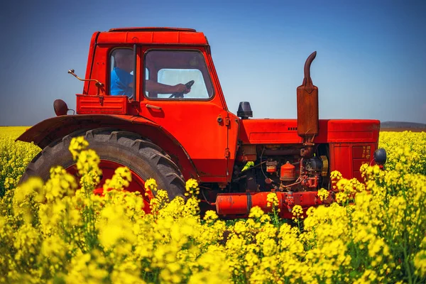 Tractor working on sunrise over the rapeseed field, beautiful spring day. — Stock Photo, Image