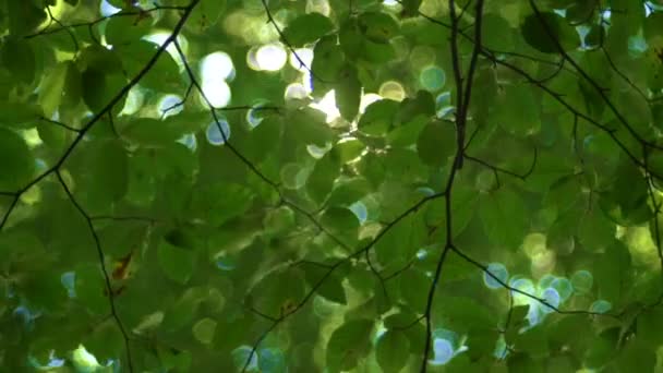 Luz Solar Folhas Verdes Frescas Árvore Raios Sol Floresta — Vídeo de Stock