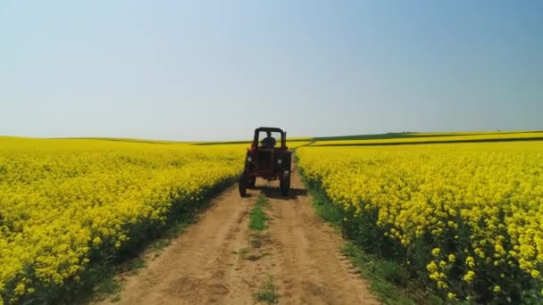 Letecký Pohled Farmářský Traktor Řepkovém Poli Krásný Jarní Den — Stock video