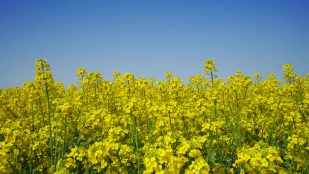 Rapsfeld Und Blauer Himmel Schöner Frühlingstag — Stockvideo