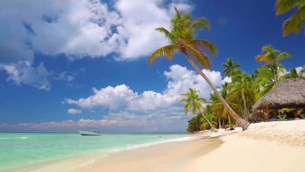 Isla Tropical Caribeña Hermosa Playa Palmeras Agua Mar Clara — Vídeo de stock
