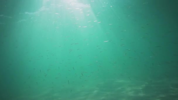 Mergulho Subaquático Com Raios Solares Peixes Águas Tropicais Profundas Mar — Vídeo de Stock