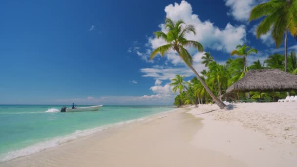 Exotische Eiland Kokospalmen Tropisch Strand Zomer Vakantie Het Caribisch Gebied — Stockvideo