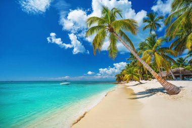 Palm tree on tropical island beach in Punta Cana, Dominican Republic clipart