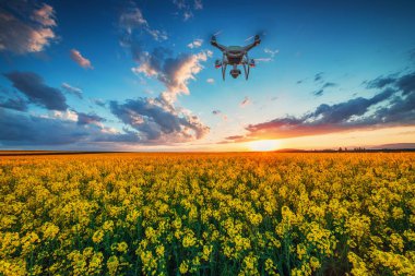 Rapseed alan üzerinde uçan drone, güzel gün batımı