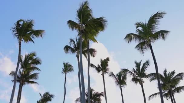 Exotische Strand Kokospalmen Tegen Zonsopgang Tropische Hemel Met Wolken Zomer — Stockvideo