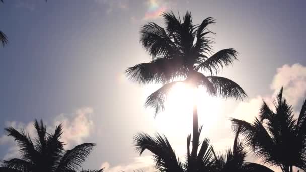 Palme Cocco Contro Cielo Tropicale Blu Con Nuvole Vacanze Estive — Video Stock