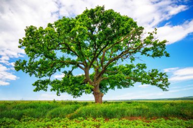 Yeşil kırsal ield ve gökyüzünde bulutlar ağaç