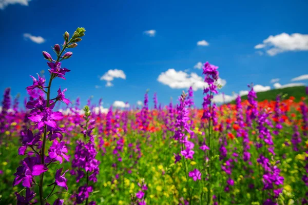 Paysage printanier avec fleurs sauvages rouges, roses et violettes sur le champ — Photo