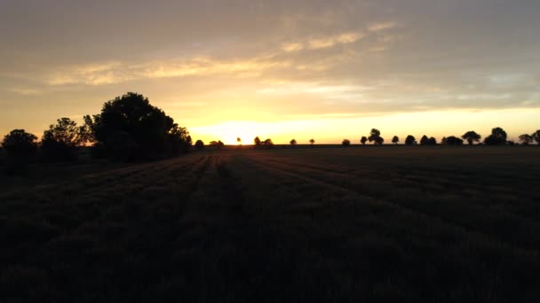 Grön Vete Field Vid Solnedgången Utsikt Från Luften — Stockvideo
