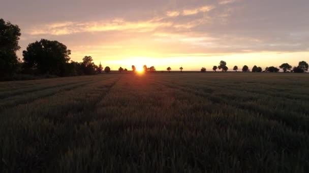 Campo Grano Verde Tramonto Dorato Vista Aerea — Video Stock