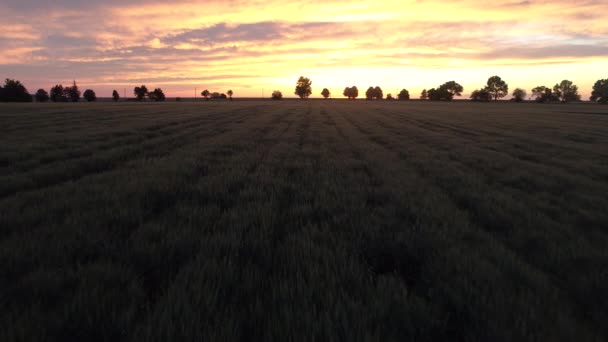 田舎の緑の小麦畑の夕日 航空写真 — ストック動画