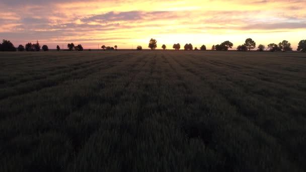 Zonsondergang Groene Tarwe Veld Het Platteland Bovenaanzicht — Stockvideo