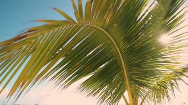 Hindistan cevizi palmiye ağacı yaprağı, güneş ışınları ve sıcak yaz gökyüzü