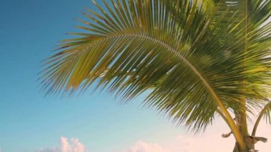 Mavi gökyüzüne karşı palmiye yaprağı. Tropik ada kıyısında palmiye ağaçları