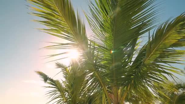 Foglie Palma Contro Cielo Soleggiato Blu Vacanze Estive Sull Isola — Video Stock