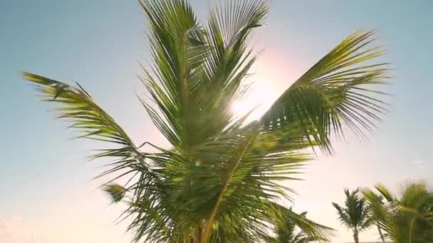 Τροπικό Φοινικόδεντρα Φως Ήλιου Στο Γαλάζιο Του Ουρανού Σύννεφα — Αρχείο Βίντεο