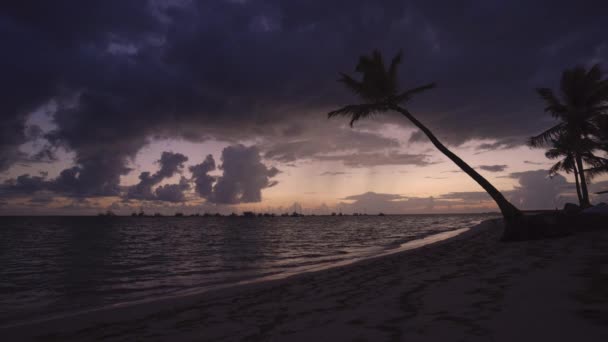 Exotic Beach Palm Trees Punta Cana Dominican Republic — Stock Video