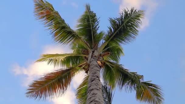 Palmeira Contra Céu Ensolarado Azul Caribenho — Vídeo de Stock
