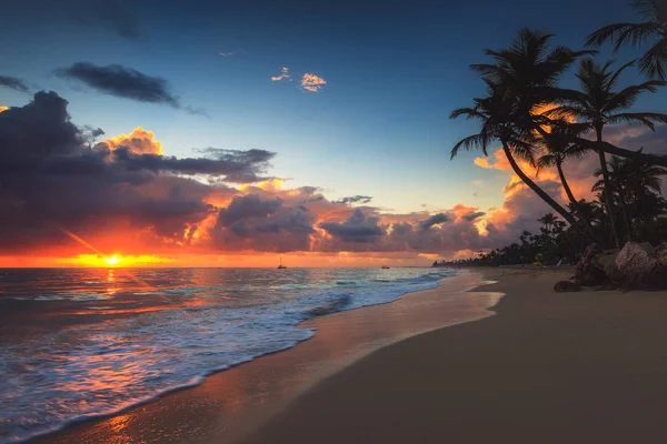 Palmtree and tropical beach — Stock Photo, Image