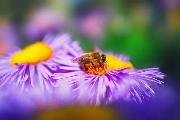 Honingbij op blauwe aster — Stockfoto