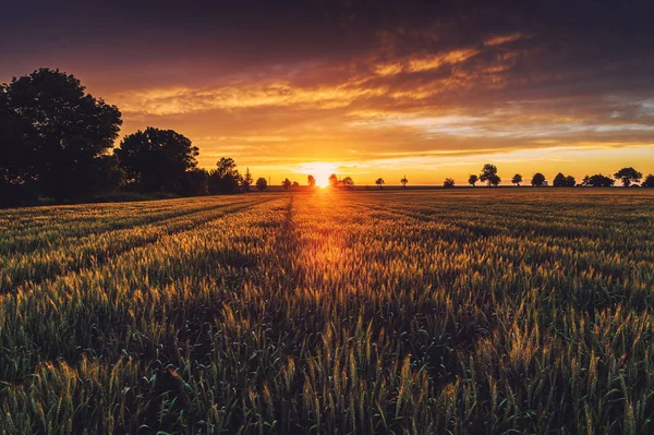 Yeşil buğday alan, günbatımı vurdu — Stok fotoğraf